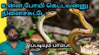சாரைப்பாம்புகளின் சாகச வாழ்க்கை - Indian rat snake facts and life - Anbulla Sahotharan 