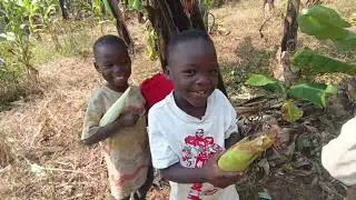 African village lifestyle in Uganda | Day in the home garden harvesting our crops. 