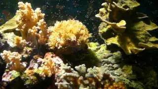 Riffaquarium 180 liter