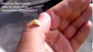 Hemiptera  Pentatomidae