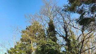 Gentle Wind in the Branches | Real Time | 4K | 1 Hour | No Audio