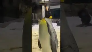 Penguin 🐧 beautiful creatures of god