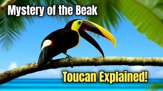 &ldquo;Toucan Wonders: 10 Mind-Blowing Facts!&rdquo;