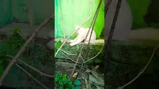 Dil H Chhota Sa🥰🥰❤️❤️ #catlover #paaltu #cat #parson #youtube