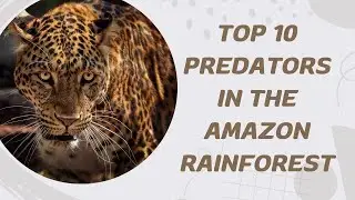 Top 10 Predators In The Amazon Rainforest