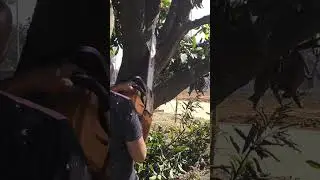 Chainsaw PGCS 22 gasoline machine cutting mango tree for rejuvenation #chainsaw #gasoline