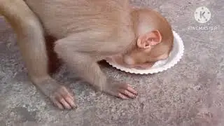 What is the price of monkey baby