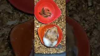 Hamster pregnant eat mealworm / superworm vs hamster
