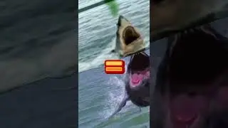 TOXIC SHARK vs DINOSHARK