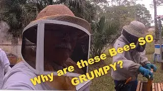 Why are the Bees SO GRUMPY?