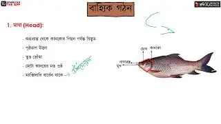 অধ্যায় ২ - প্রাণীর পরিচিতি - রুই মাছ: পরিচিতি ও বাহ্যিক গঠন [HSC]