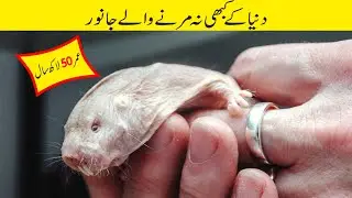 10 Immortal Animals Who Defy Death |  Longest Living Animals