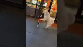 Small puppy walking with the big dog