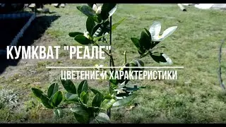 Компактный Цитрус. Кумкват Реале. Цветение. Характеристики. Деревенские Будни/Life in the village