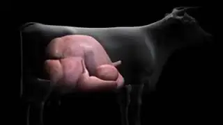 Sola abomasum deplasmanı (ineklerde mide d&ouml;nmesi)
