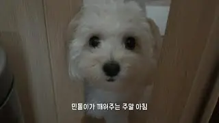 강아지 주말 일상