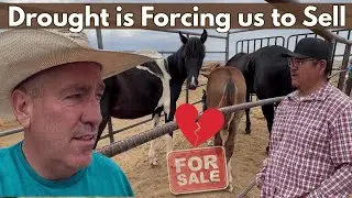 Navajo Reservation Crisis - Saving 3 Beautiful Horses