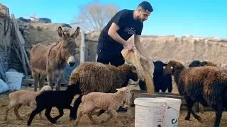 A Winter Day in Rural Life | Checking Sheep, Newborn Lambs and Planting Garlic