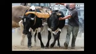 Old Stone House Museum - Moving the Grammar School Home with Oxen