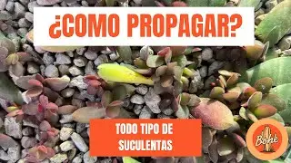 C&oacute;mo Propagar Suculentas F&aacute;cilmente: Gu&iacute;a para Principiantes