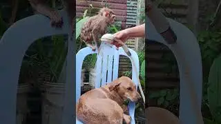 dog monkey smart #monkey #dog #animals #shorts #pets #monkeydog