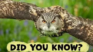 EURASIAN EAGLE OWL What Should You Know?