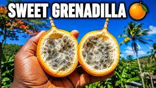 Tasting Haiti's Best-Kept Secret | Sweet Grenadilla Fruit in the Mountains | Grown in Haiti