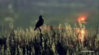Stive Morgan -  Magic World Of Illusions[HD]