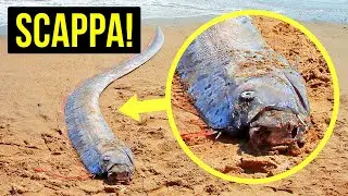 Se Vedi Questo Pesce, Trova Riparo al Più Presto (E Altri Segnali di Catastrofi Naturali Imminenti)