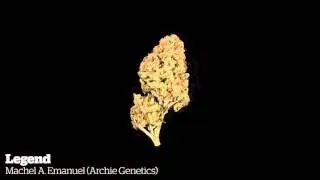 2015 World Cannabis Cup: Jamaican Indoor Entries