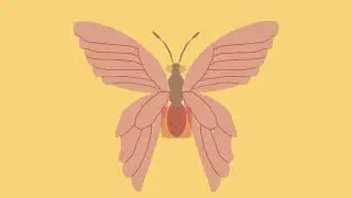 The Anatomy of a Butterfly