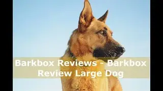 Barkbox Reviews - Barkbox Review Large Dog