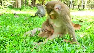 OMG, Adult monkey playing so bad to the lil baby, mother please stop him.