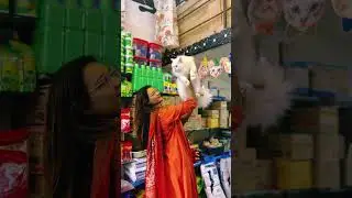 So big white persian cat | 8446853378