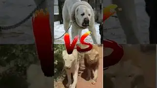 lion VS Alabai VS Pitbull