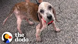 Sick Rescue Beagle Has The Energy Of A Puppy Again Thanks To His Foster Mom | The Dodo