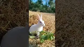 Bunny care is live!