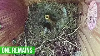 ANOTHER LOSS - ONE CHICK REMAINING IN NEST 1 // BLUETIT NESTING HIGHLIGHTS