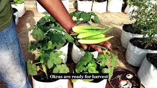 How To Grow Okra In Growing Bags - Growing Okra in Pots or Containers