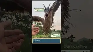 Legendary Bird Pokemon appeared! - EeveeSite #pokemon #pokemonmeme #funnybirds #pokemonbattle
