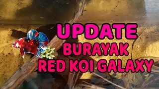 UPDATE BURAYAK RED KOI GALAXY | BURAYAK USIA 2 MINGGU