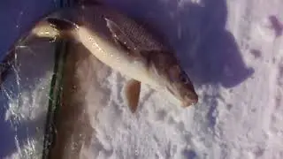 Checking the Gill net