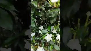 animidi samaswaralu vayasu kaligina#mini#nandivardhanam plant#