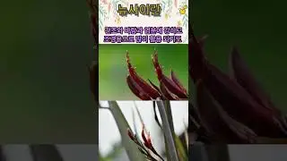 뉴사이란