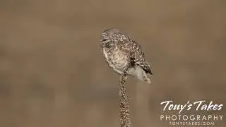 Burrowing Owl Hanging Out