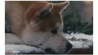 قصة الكلب التي أبكت الملايين رغم أن نهايتها سعيدة 💔😭