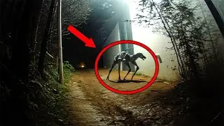 20 Avistamentos Assustadores de Cript&iacute;deos capturados pela c&acirc;mera