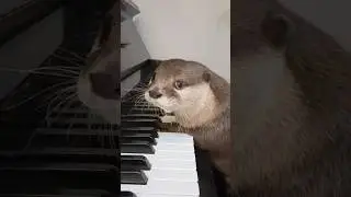 Funny Reaction of an Otter Playing the Piano for the First Time in His Life😳😳 #shorts #aty #otter