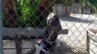 Beware of Dog