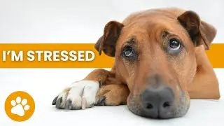16 Common Things Which Stress Out Dogs (MUST KNOW)
